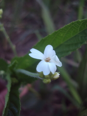 Caperonia cordata