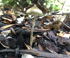 Psilocybe angulospora