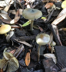 Psilocybe angulospora