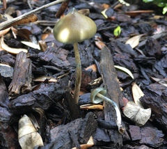 Psilocybe angulospora