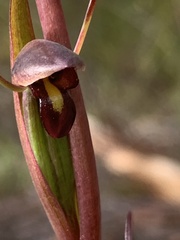 Orthoceras strictum