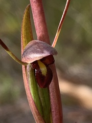Orthoceras strictum