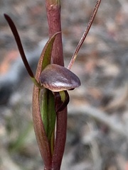 Orthoceras strictum