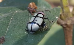 Omophoita octoguttata