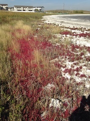 Salicornia rubra