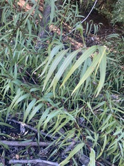 Salix caroliniana