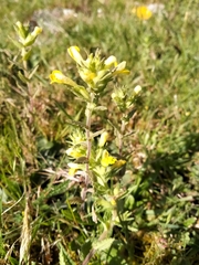 Bellardia viscosa