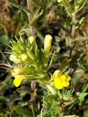 Bellardia viscosa