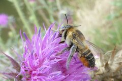 Megachile maritima