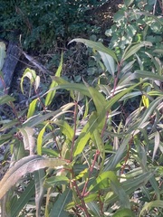 Salix caroliniana