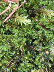 Mniaceae