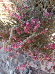 Anabasis articulata