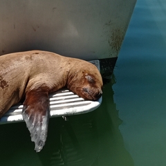 Otariidae