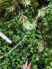 Mniaceae