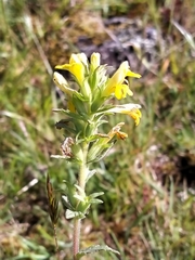 Bellardia viscosa