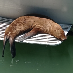 Otariidae