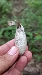 Rothschildia cinctus