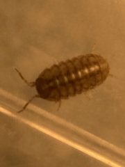Armadillidium nasatum