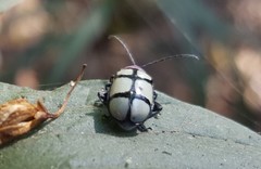 Omophoita octoguttata