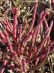 Salicornia rubra