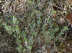 Thymus vulgaris