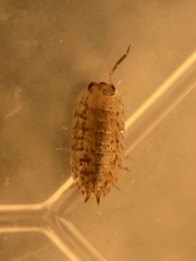 Agabiformius lentus