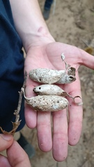 Rothschildia cinctus
