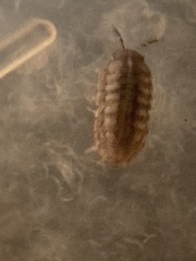 Armadillidium nasatum