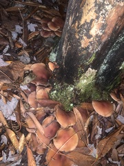 Hypholoma lateritium