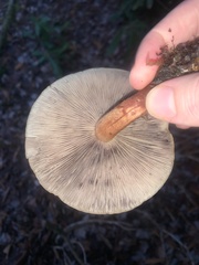 Hypholoma lateritium
