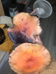 Hypholoma lateritium