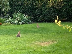 Sylvilagus floridanus
