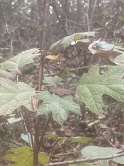 Hydrangea quercifolia