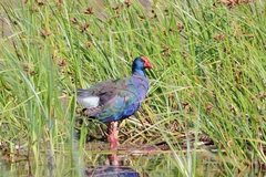 Porphyrio madagascariensis