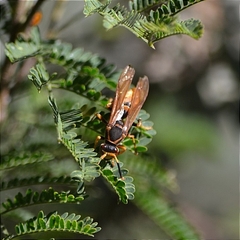 Polistes comanchus