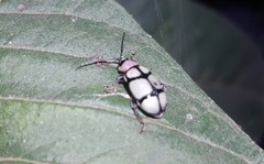 Omophoita octoguttata