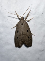 Noctuoidea