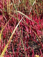 Salicornia rubra