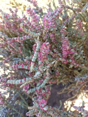 Anabasis articulata