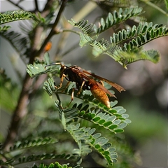 Polistes comanchus