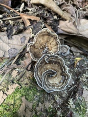 Trametes menziesii
