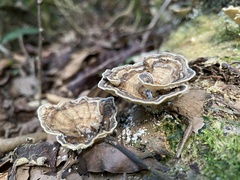 Trametes menziesii
