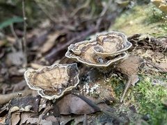 Trametes menziesii