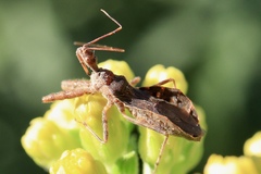 Acholla multispinosa