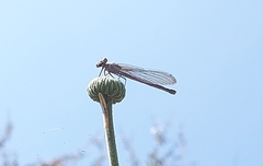 Argia immunda