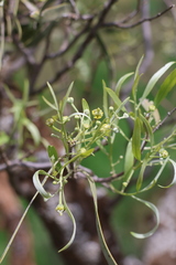 Alectryon oleifolius