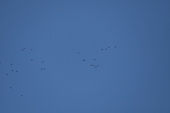 Rhynchopsitta terrisi