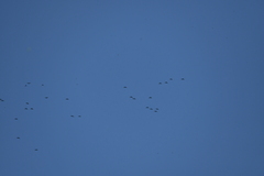 Rhynchopsitta terrisi