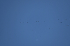 Rhynchopsitta terrisi