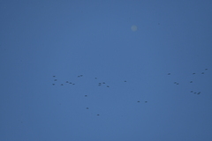 Rhynchopsitta terrisi